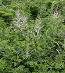 Astilbe microphylla