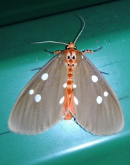 Tinolius quadrimaculatus