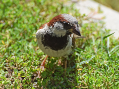 Passer domesticus
