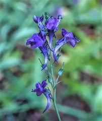 Linaria purpurea