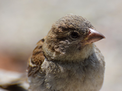 Passer domesticus