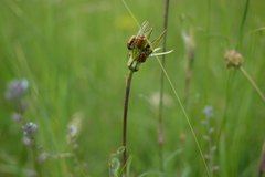 Cryptocephalus coryli