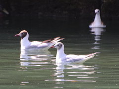 Chroicocephalus ridibundus