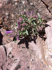Penstemon harbourii