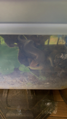 Plestiodon laticeps