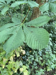 Aesculus hippocastanum