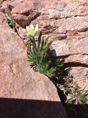 Anemone multifida saxicola