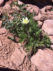 Anemone multifida saxicola