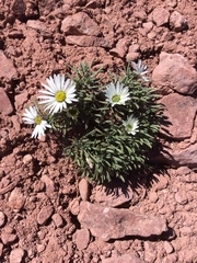 Townsendia rothrockii