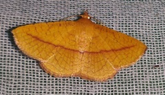 Striglina