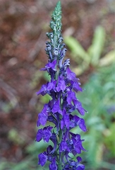Linaria purpurea