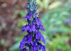 Linaria purpurea