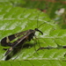 Common Japanese Scorpionfly - Photo (c) harum.koh, some rights reserved (CC BY-NC-SA), uploaded by harum.koh