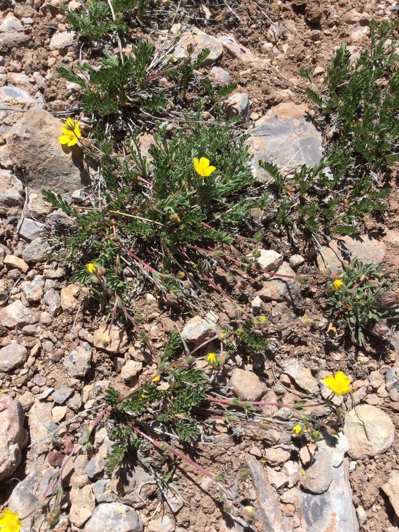 Potentilla ovina