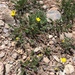 Sheep Cinquefoil - Photo (c) Rick Williams, some rights reserved (CC BY-NC), uploaded by Rick Williams