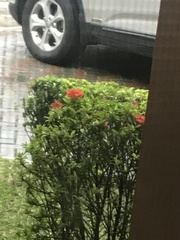 Ixora coccinea