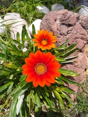 Gazania