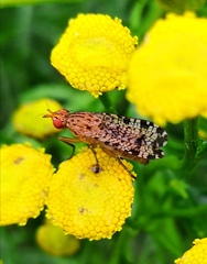 Euthycera chaerophylli