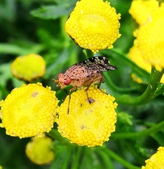 Euthycera chaerophylli