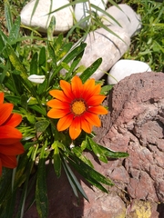 Gazania