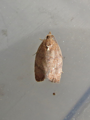 Argyrotaenia juglandana