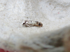 Eucosma ornatula