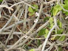 Commicarpus brandegeei