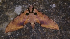 Ambulyx ochracea