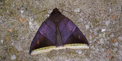 Artena lacteicincta