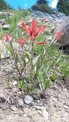 Castilleja elmeri