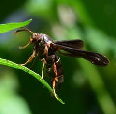 Vitacea polistiformis