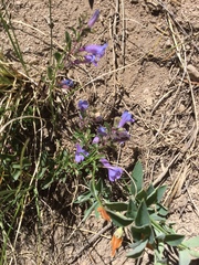 Penstemon harbourii