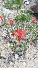 Castilleja elmeri