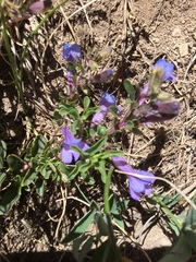 Penstemon harbourii