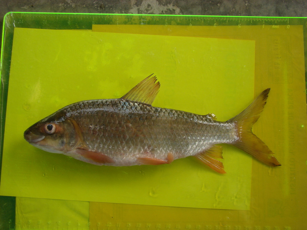Ichthyoelephas humeralis