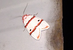 Cyana perornata