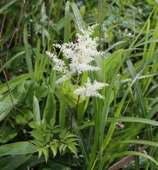 Astilbe formosa