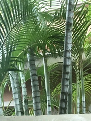 Dypsis lutescens