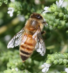 Apis mellifera