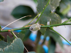 Chinavia erythrocnemis