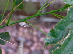 Chinavia erythrocnemis