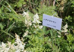 Astilbe formosa