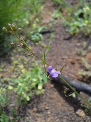 Neogaerrhinum strictum