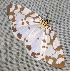 Utetheisa varians