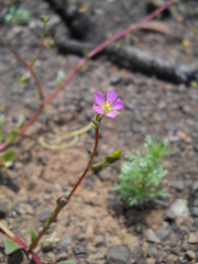 Calandrinia breweri