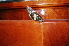 Chlosyne lacinia lacinia