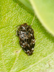 Brachys ovatus