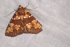 Saroba pustulifera