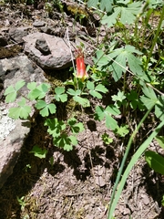 Aquilegia elegantula