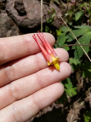 Aquilegia elegantula
